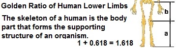 Golden_ratio_of_human_lower_limbsjpg.jpg
